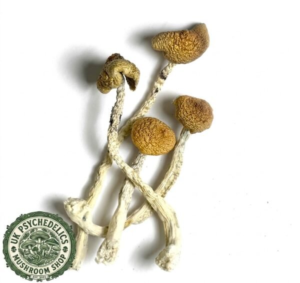 AZTEC GODS MAGIC MUSHROOM AZTEC GODS MAGIC MUSHROOM