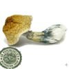 African Transkei Mushrooms African Transkei Mushrooms