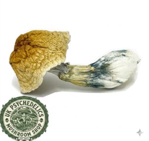 African Transkei Mushrooms African Transkei Mushrooms