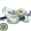 Albino A+ Magic Mushrooms Albino A+ Magic Mushrooms