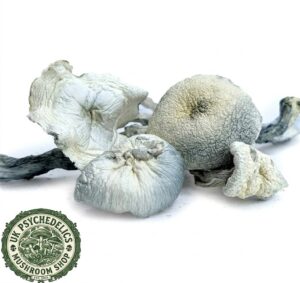 Albino A+ Magic Mushrooms Albino A+ Magic Mushrooms