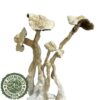 Albino A+ Magic Mushrooms UK Albino A+ Magic Mushrooms UK
