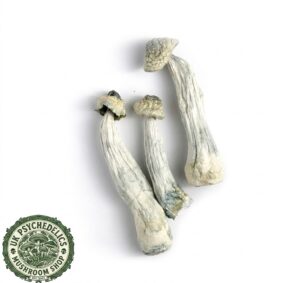 Albino Mushroom Albino Mushroom