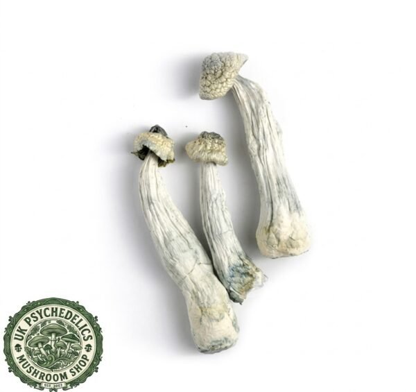 Albino Mushroom