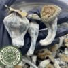 Albino Penis Envy Mushroom