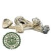 Albino Penis Envy Mushrooms