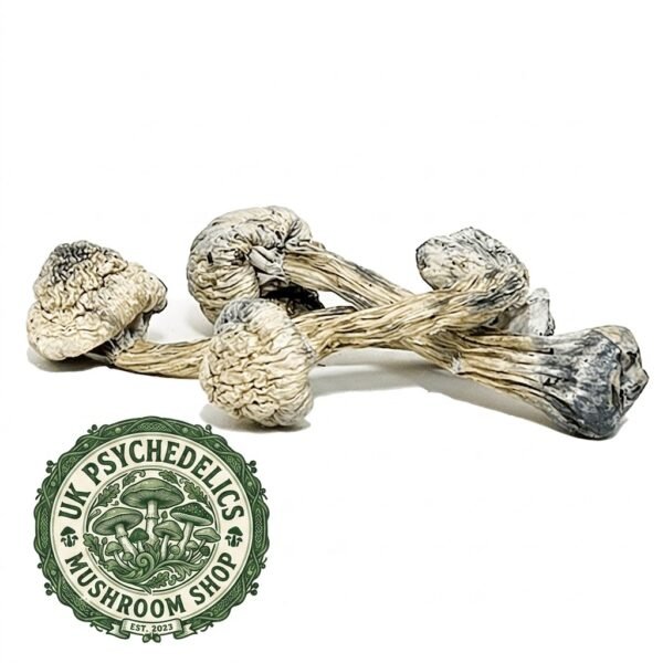 Albino Penis Envy Mushrooms