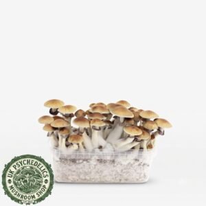 Amazonian Magic Mushroom Grow Kit Amazonian Magic Mushroom Grow Kit