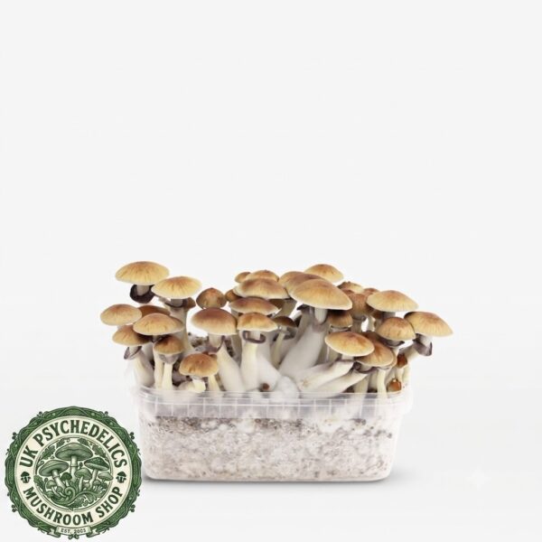 Amazonian Magic Mushroom Grow Kit Amazonian Magic Mushroom Grow Kit