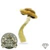 Amazonian Magic Mushrooms Amazonian Magic Mushrooms