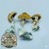 Amazonian Magic Mushrooms UK Amazonian Magic Mushrooms UK