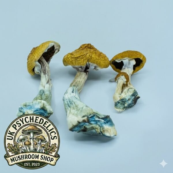 Amazonian Magic Mushrooms UK Amazonian Magic Mushrooms UK