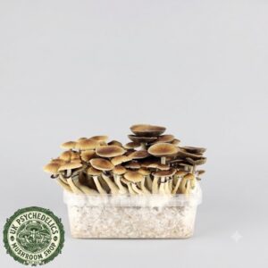 B+ Magic Mushroom Grow Kit