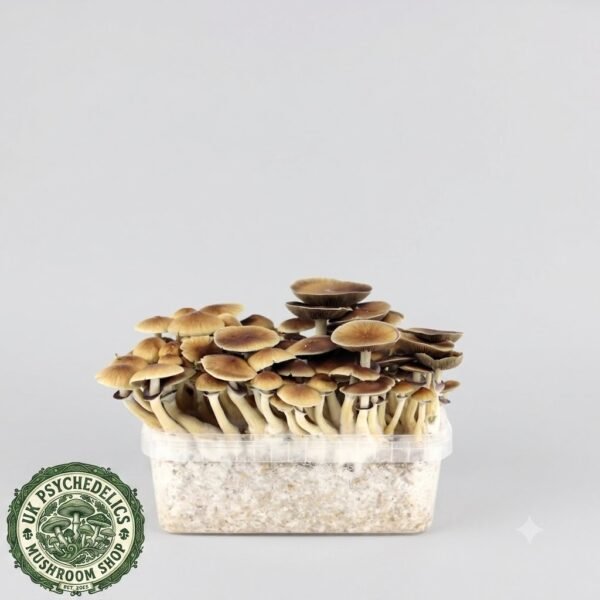 B+ Magic Mushroom Grow Kit B+ Magic Mushroom Grow Kit
