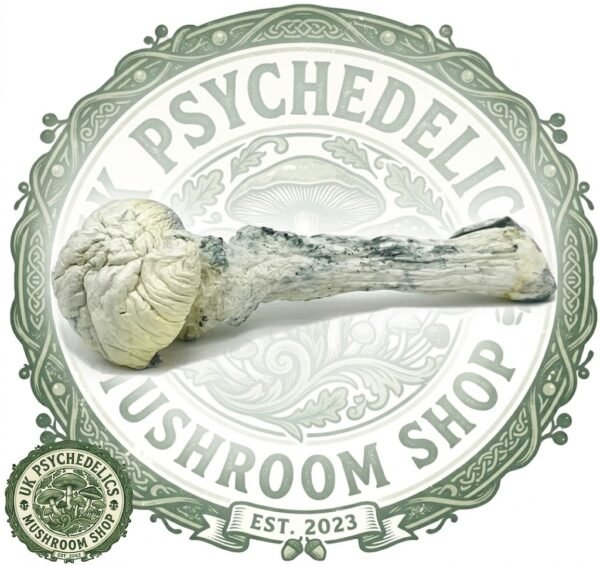 BUY RUSTY WHITE MAGIC MUSHROOMS ONLINE BUY RUSTY WHITE MAGIC MUSHROOMS ONLINE