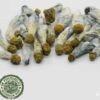 Blue Goba Magic Mushroom For Sale