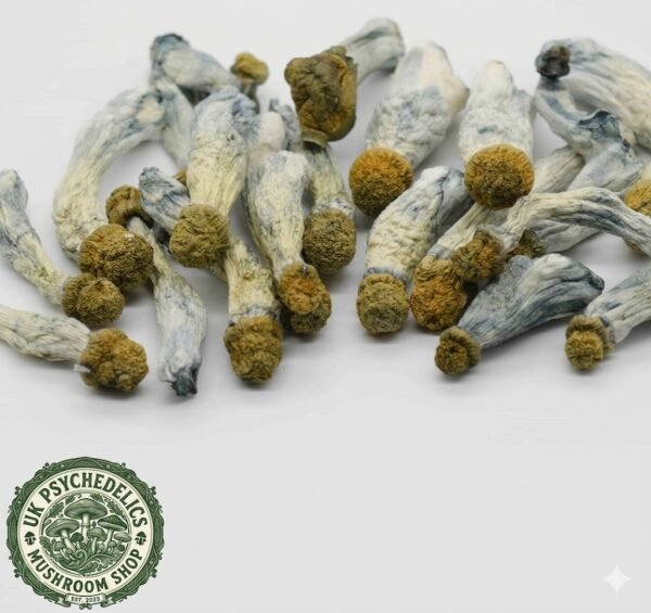 Blue Goba Magic Mushroom For Sale