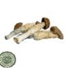 Blue Goba Magic Mushroom For Sale Online