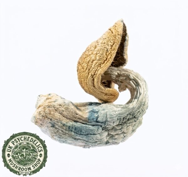 Blue Goba Magic Mushroom For Sale UK