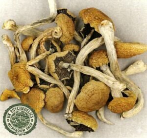 Brazilian Cubensis Brazilian Cubensis