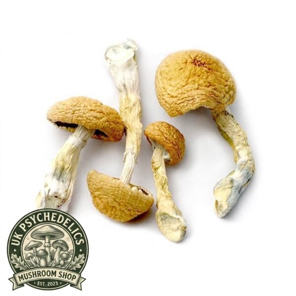 Buy African Transkei Mushroom Online UK Buy African Transkei Mushroom Online UK