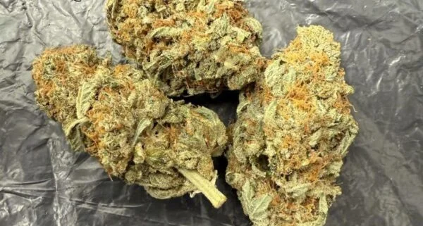 Buy Alien Dawg UK