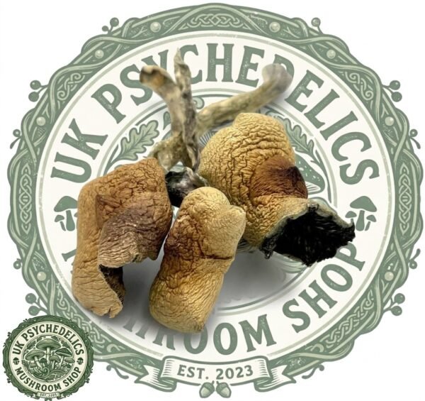 Buy Amazonian Cubensis Buy Amazonian Cubensis