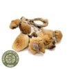 Buy B+ Magic Mushrooms UK Buy B+ Magic Mushrooms UK