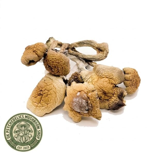 Buy B+ Magic Mushrooms UK Buy B+ Magic Mushrooms UK