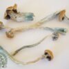 Buy Copelandia Mushroom UK Buy Copelandia Mushroom UK