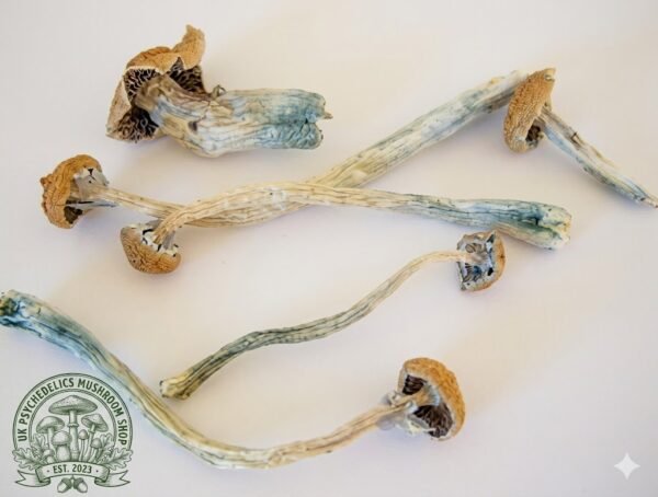 Buy Copelandia Mushroom UK Buy Copelandia Mushroom UK