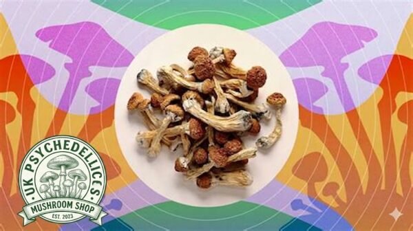 Buy Copelandia Mushrooms UK Buy Copelandia Mushrooms UK