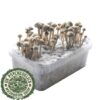 Buy Hawaiian Copelandia Magic Mushroom Grow Kit