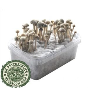 Buy Hawaiian Copelandia Magic Mushroom Grow Kit