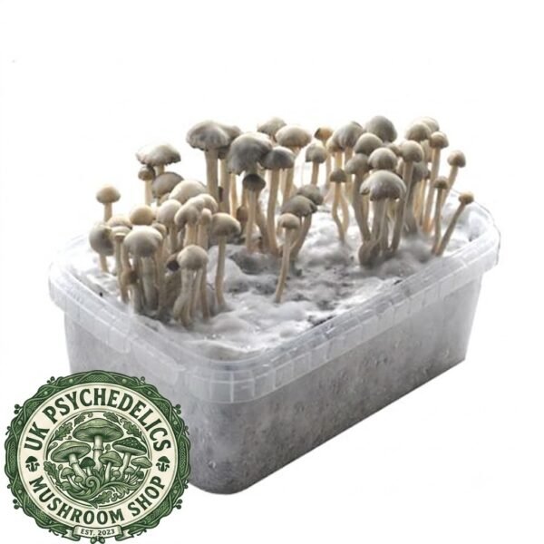Buy Hawaiian Copelandia Magic Mushroom Grow Kit Buy Hawaiian Copelandia Magic Mushroom Grow Kit