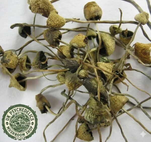 Buy Liberty Caps UK Buy Liberty Caps UK