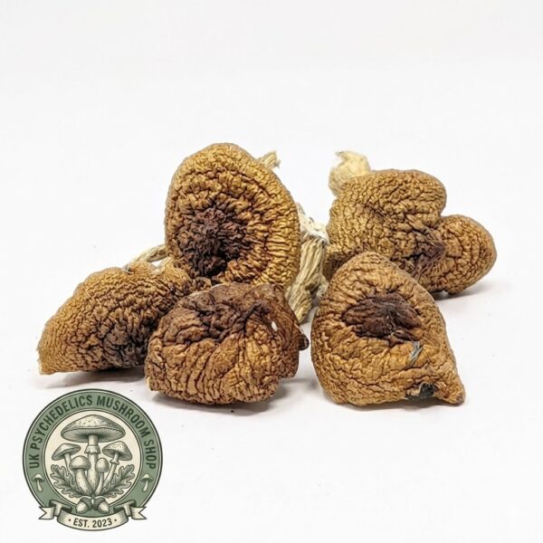 Buy Malabar Mushroom UK Buy Malabar Mushroom UK