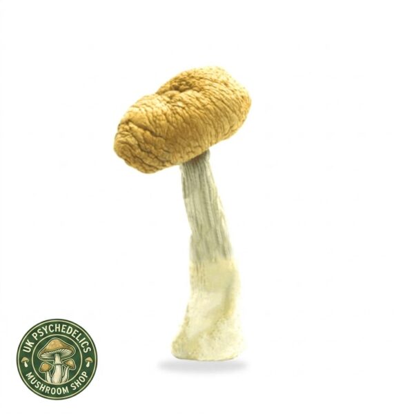 Buy Malabar Mushrooms UK Buy Malabar Mushrooms UK