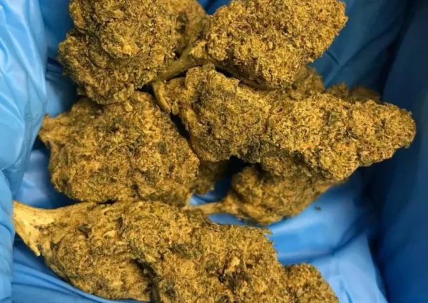 Buy Master Kush Import UK Buy Master Kush Import UK