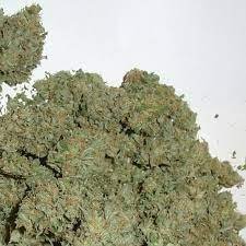 Buy Master Kush UK