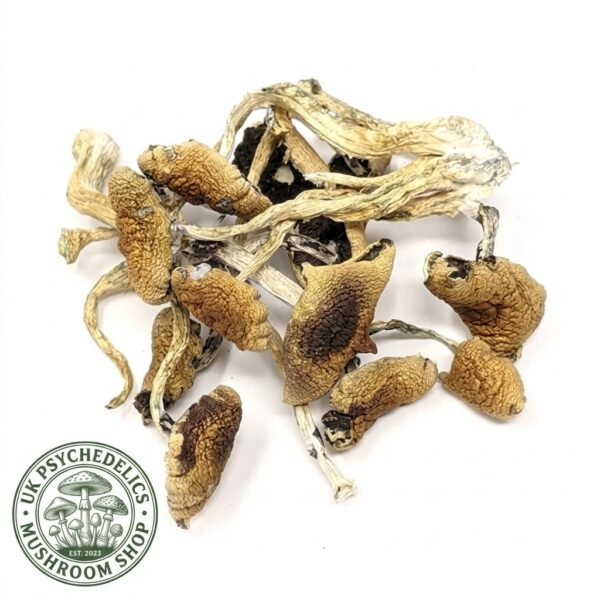 Buy Mexicana Mushroom UK