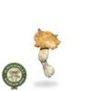 Buy Mexicana Mushrooms UK
