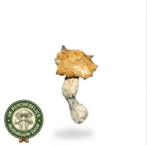 Buy Mexicana Mushrooms UK Buy Mexicana Mushrooms UK