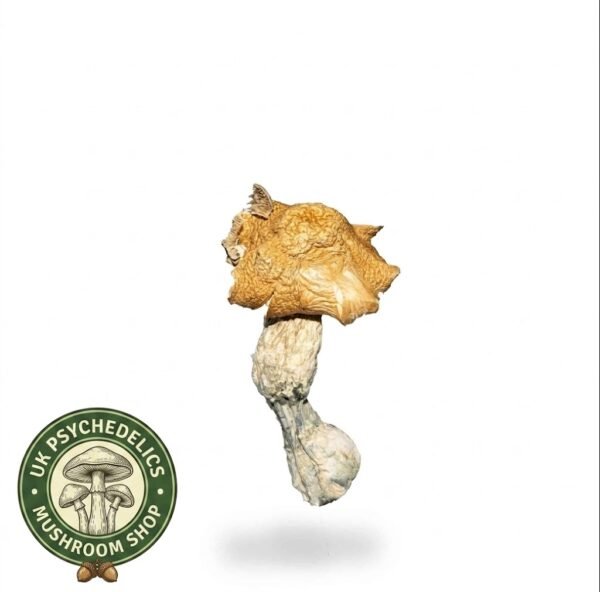 Buy Mexicana Mushrooms UK
