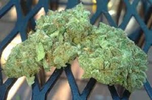 Buy Northern Lights Weed UK