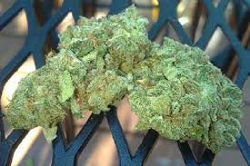 Buy Northern Lights Weed UK Buy Northern Lights Weed UK