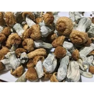 Buy Penis Envy mushrooms