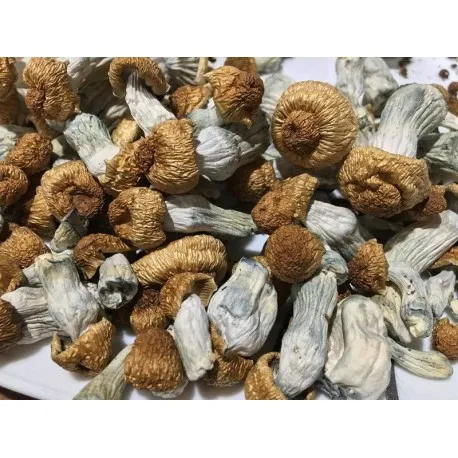 Buy Penis Envy mushrooms Buy Penis Envy mushrooms
