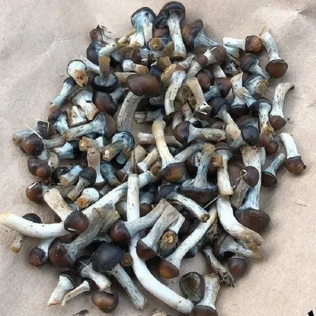 Buy Psilocybe Baecoystis Buy Psilocybe Baecoystis