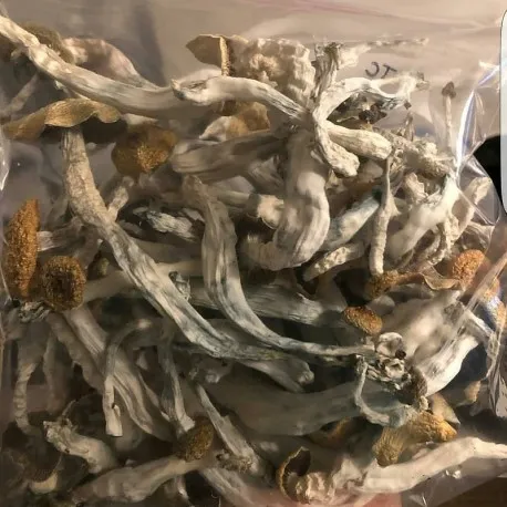 Buy Psilocybe Cubensis Buy Psilocybe Cubensis